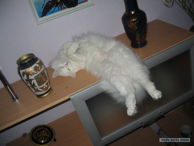 А вот котовторничек