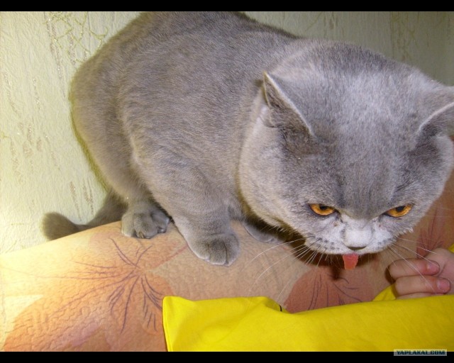 Котовторник - С праздником, котоводы!