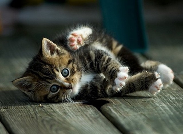 Котовторник!