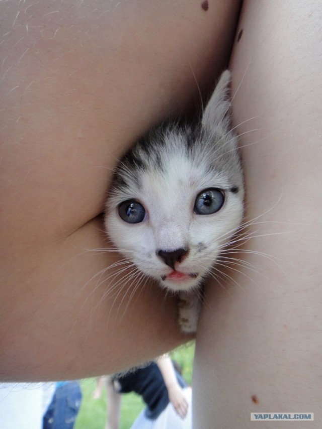 Десантный котовторник