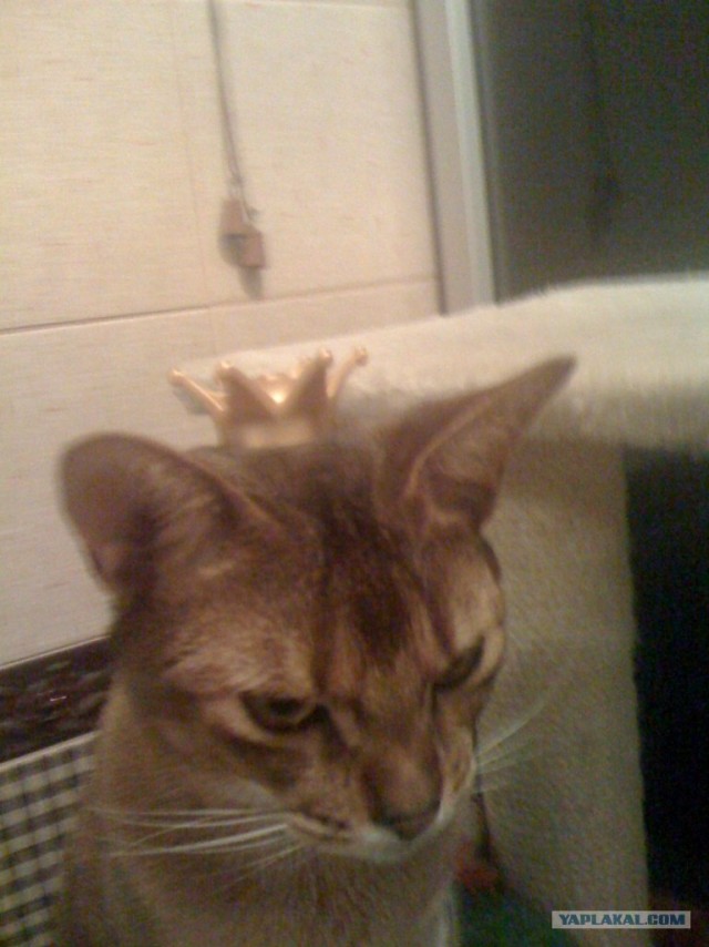 Ну и где ваш котовторник?