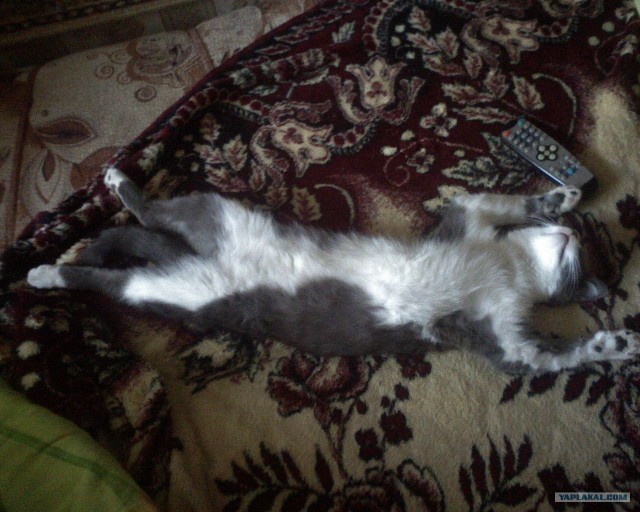 Котовторник (21.02.2012)