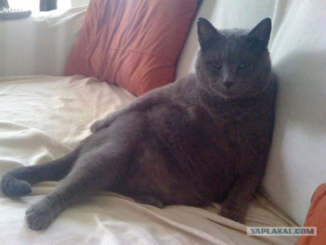 Котовторник 17.04.2012