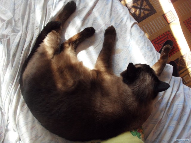 Котовторник на 26.06.12