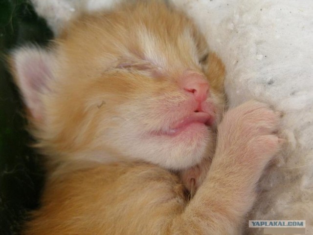 Котовторник 10. 07. 2012
