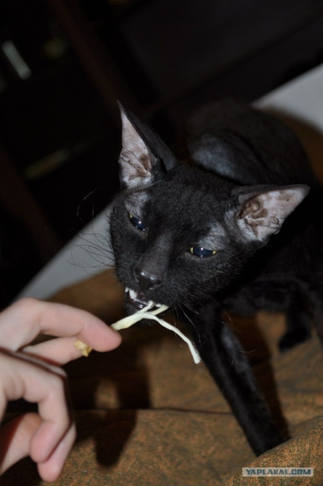 Сфинксики...