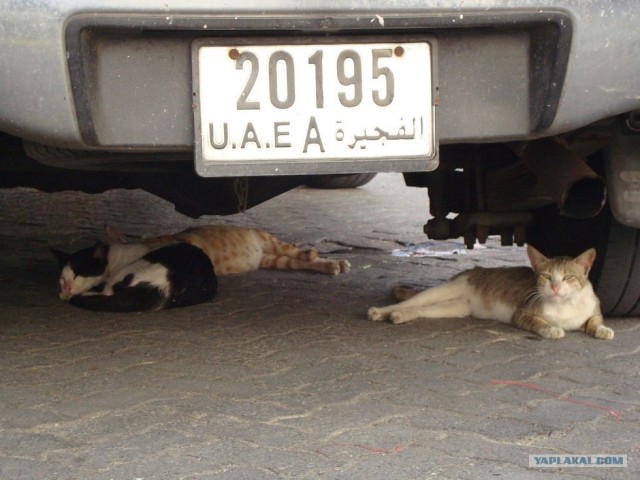 Котовторник 29.01.2013