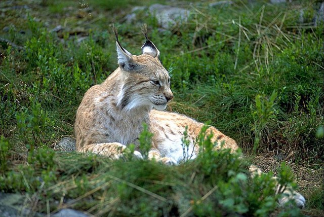 Дикий котовторник