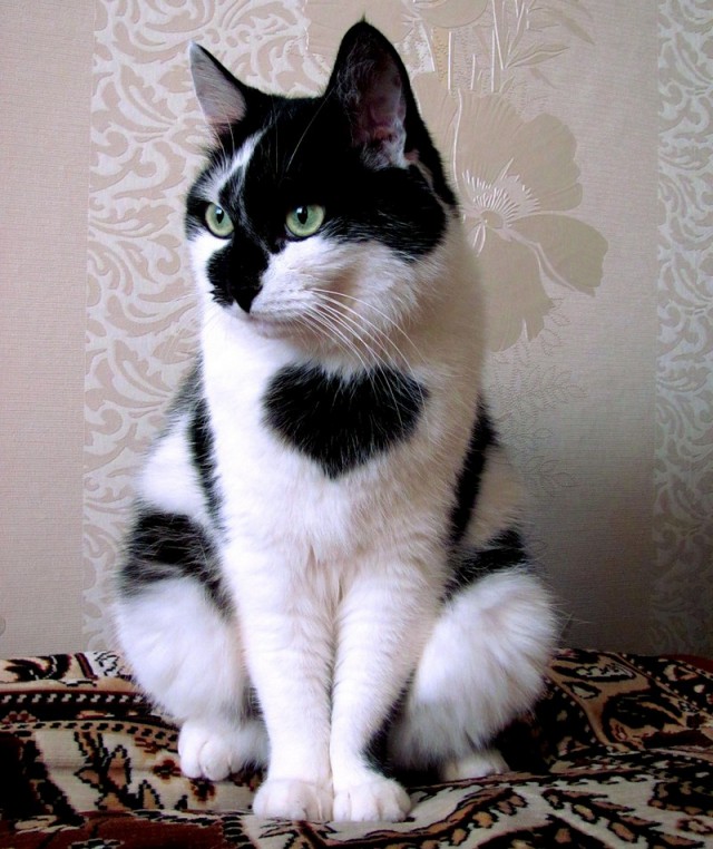 Забавные фото котеек