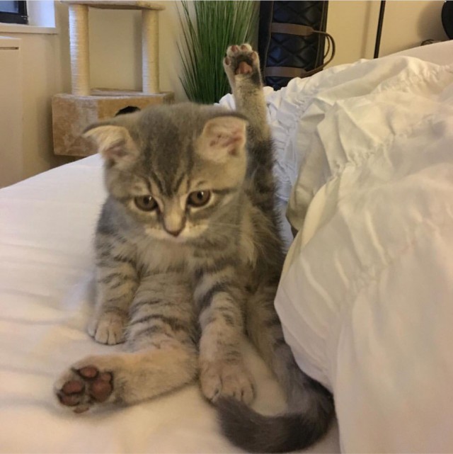 Забавные фото котеек