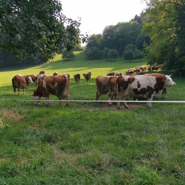 Стейк из хвостика на гриле (Пародия на пародию Пародии Апельсинии)