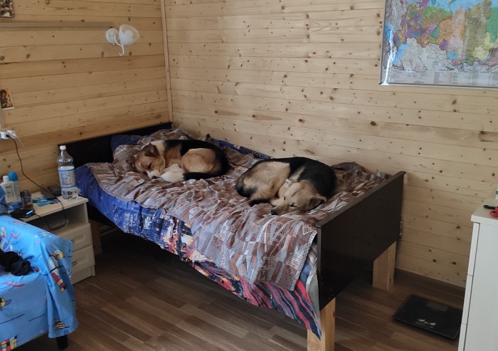 Навеяло темой про брошенного котейку