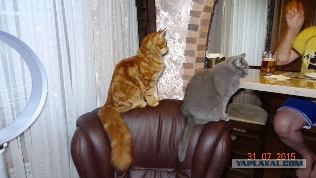 Котовторник 28.01.2020