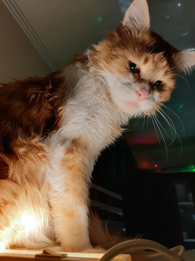 Давайте по котикам, которые с нами на самоизоляции