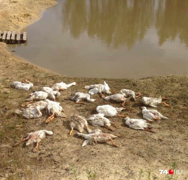 «За пять минут 50 гусей перегрызла»: челябинский охотник, застреливший хаски, рассказал свою версию