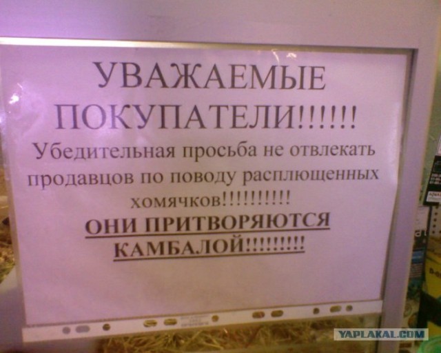 Хомячки замаскировались