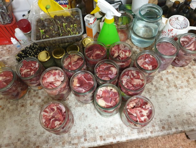 Собаки тогда и сейчас