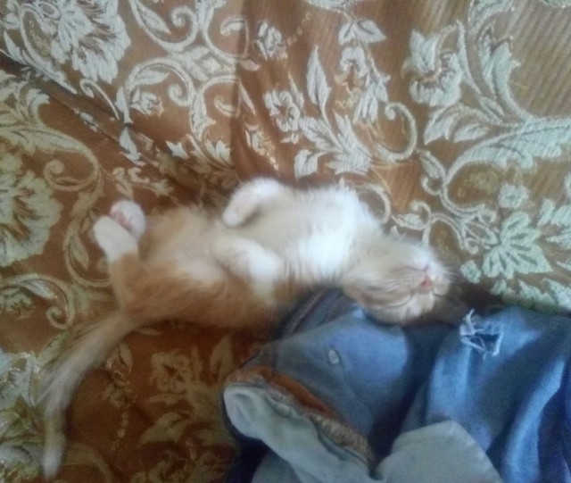 В завершение котовторника.