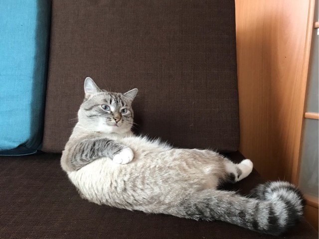 Ночные приключения кота