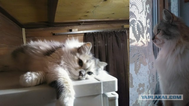 Как наказать эту усатую морду?