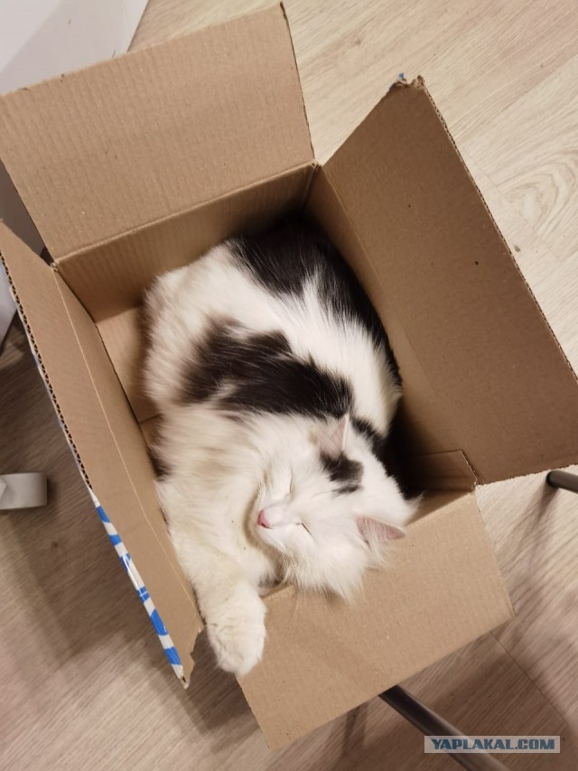 Котовторнику быть!