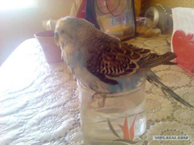 Купание попугая