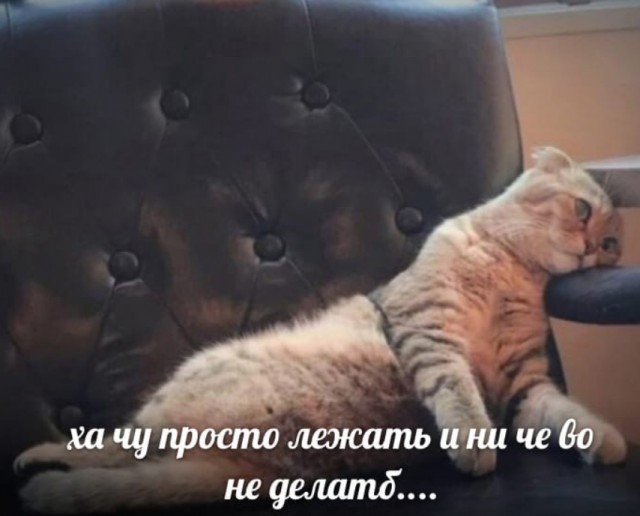 Картинки о животных, прямо и косвенно
