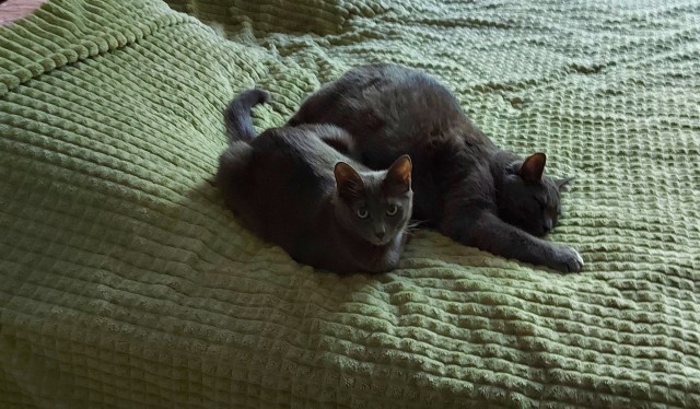 Хоба! Котовторник!