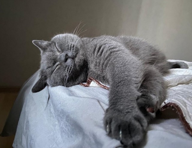 Хоба! Котовторник!