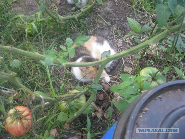 Жизнь домашнего приюта для котеек 355
