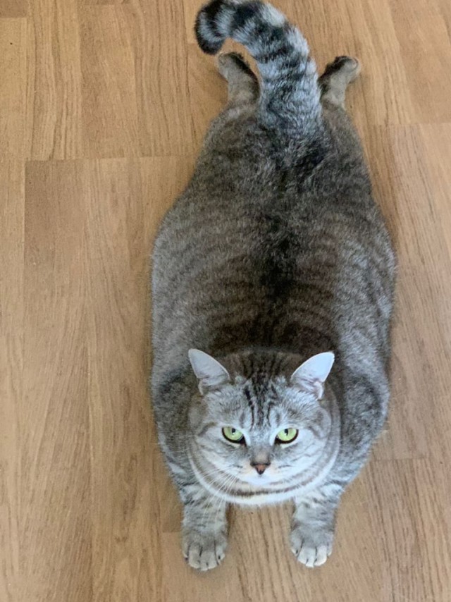 Мой самый первый КОТовторник!