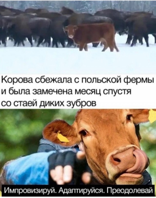 Картинки и мемы 08.10.2021