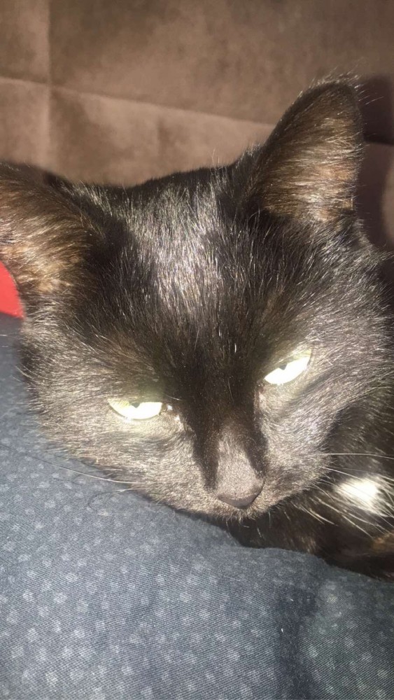 Котовторнику быть