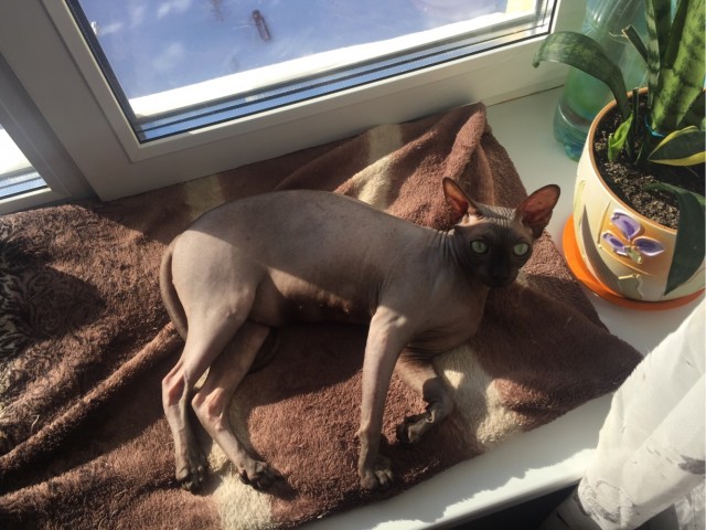 Вторник. Котэ. Пора