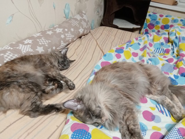 Первый котовторник 2022