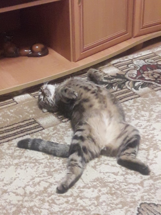 Котовторник. Февраль