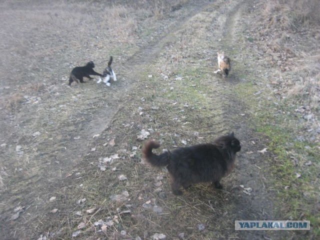 Жизнь домашнего приюта для котеек 383