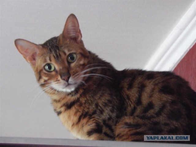 Котовторник вроде.