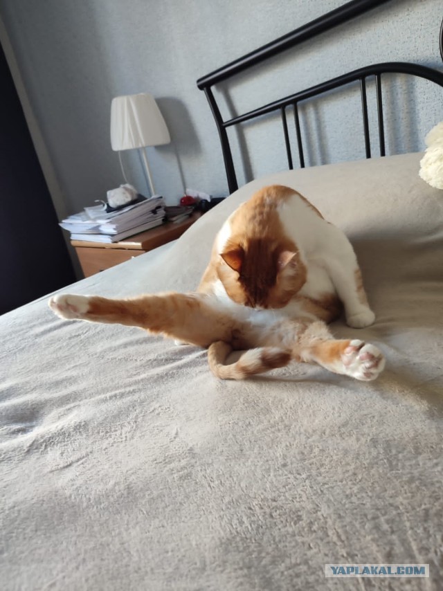 Котоманы, как не разориться на кормежке котов?