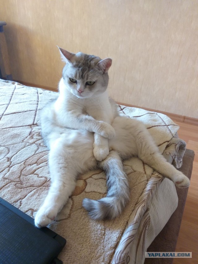 Котовторник 19.07.22