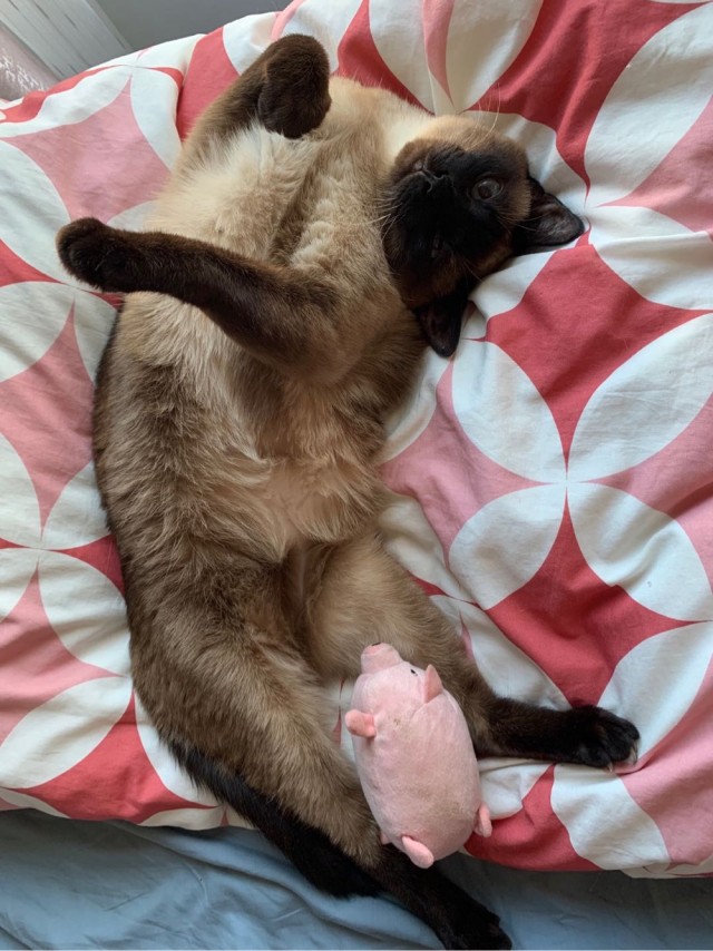 Отдали кота