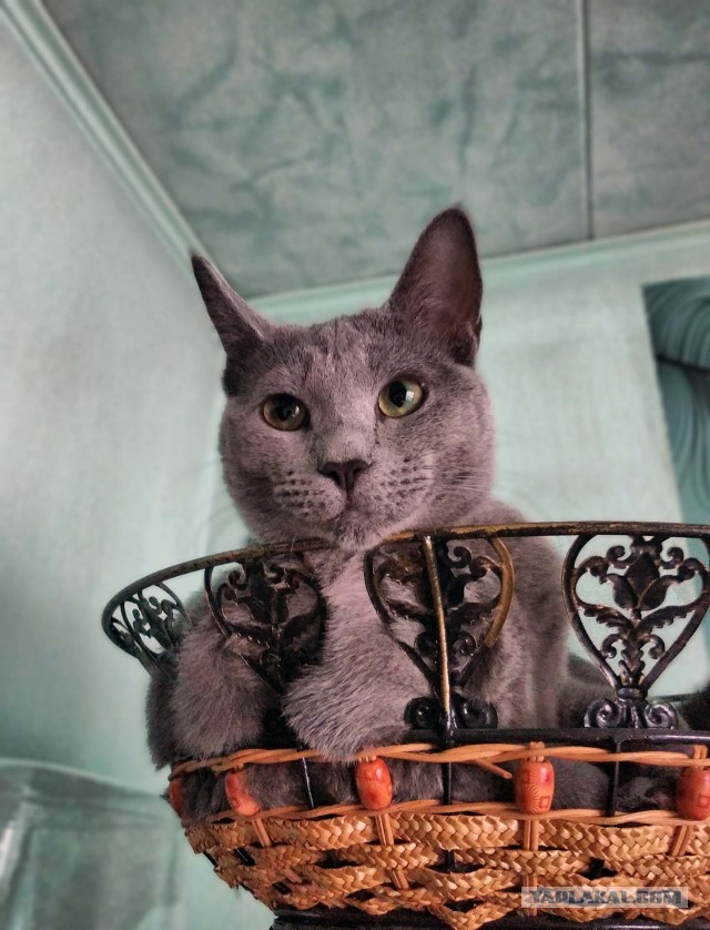 Прогнать кота невозможно
