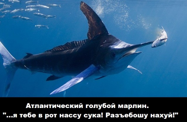 «Мой позывной „Марлин“, я – спецгруппа 136-го полка. Я тебя лично так распинаю! Я тебя обоссу, п***р!»
