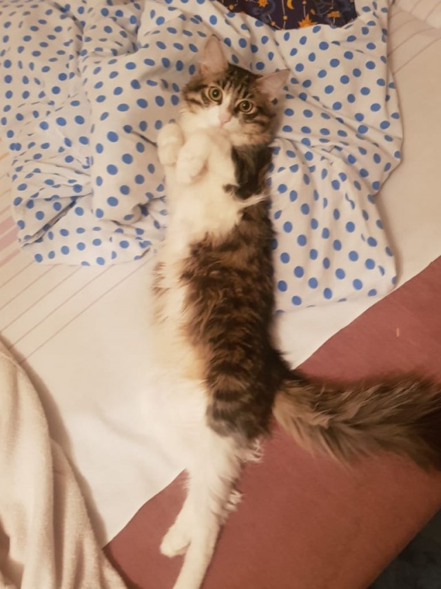 Котёнок Батон приветствует ЯПовцев