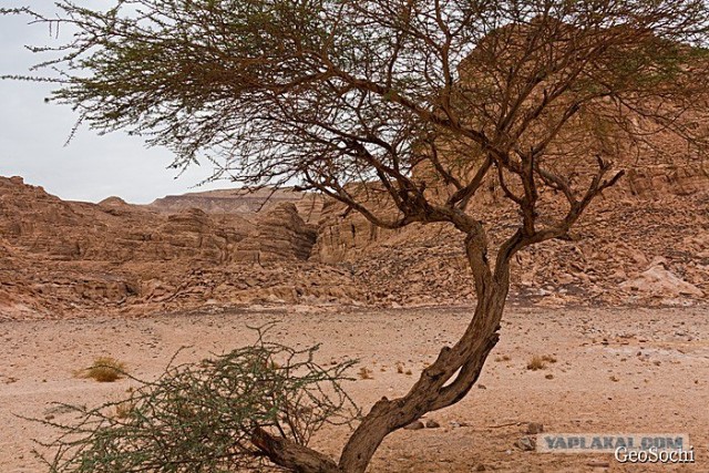 Синайские приключения. Шарм-эш-Шейх и окресности