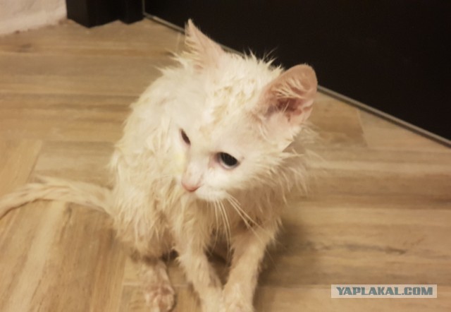 Уличный котей - 1, домашний котей +1