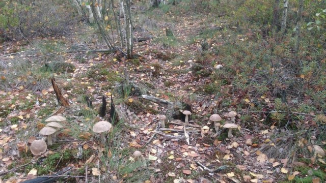 Десять самых красивых видов грибов в мире