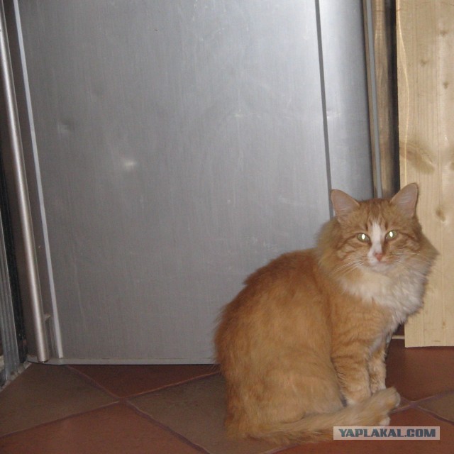 Котовторник 26.03.2013