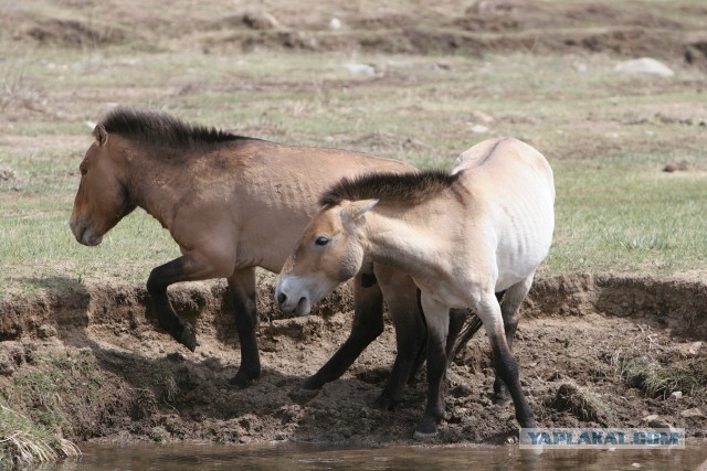 В Монголию на мотоциклах 2006