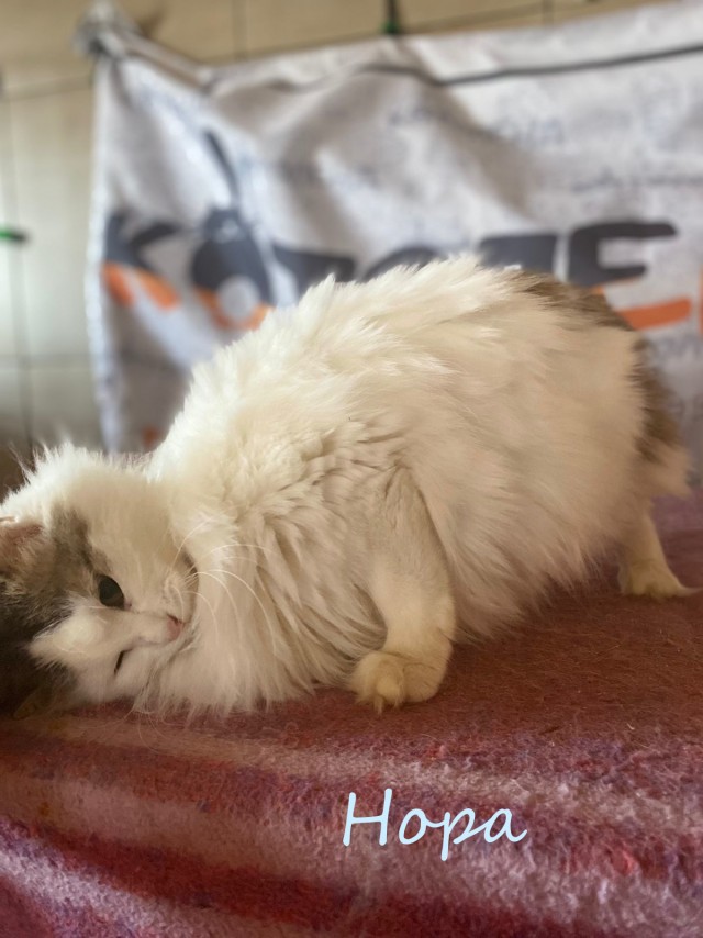 Жизнь домашнего приюта "Котоленд" 383